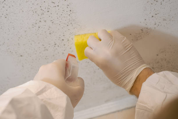 Best Residential Mold Inspection & Testing  in Jefferson, OR