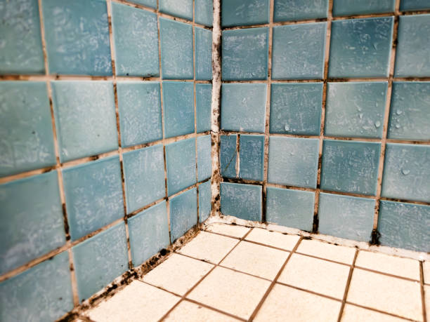 Best Mold Documentation for Insurance Claims  in Jefferson, OR