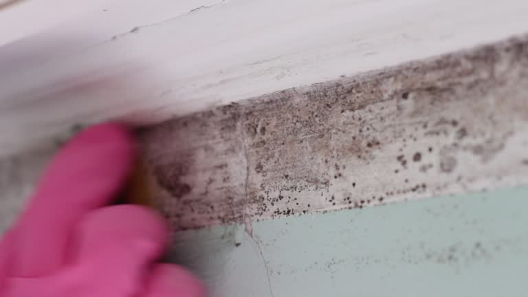 Reliable Jefferson, OR Mold Removal Solutions